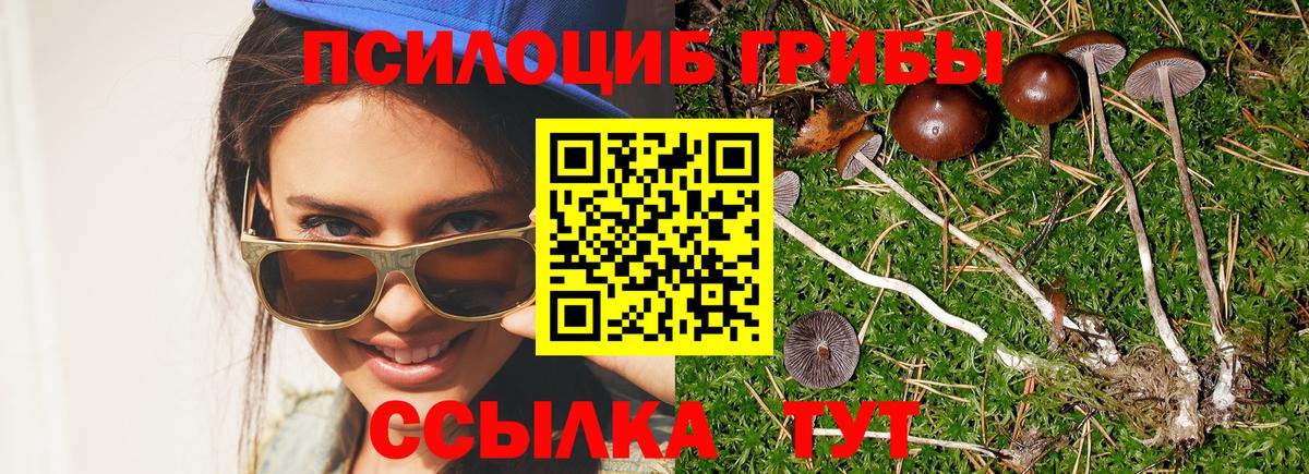 Галлюциногенные грибы Psilocybe Георгиевск